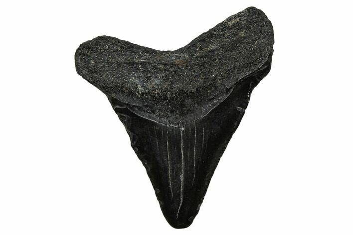 Juvenile Megalodon Tooth - South Carolina #340734